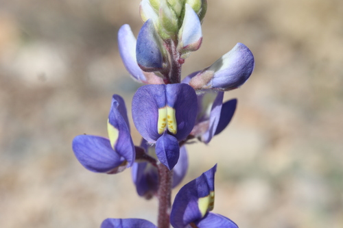 Image of Big Bend Bluebonnet (Lupinus havardii) by no rights reserved