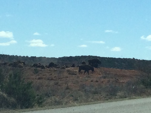 American bison
