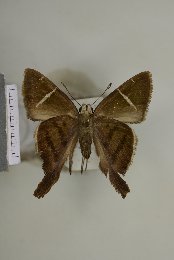 Spicauda cindra