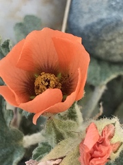 Sphaeralcea miniata