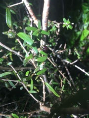 Coprosma colensoi