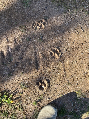 Huellas y rastros de Lince ibérico