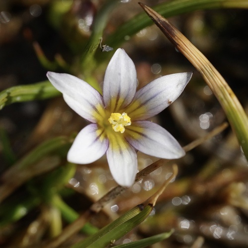 Sand Crocus