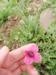 Papaver hybridum