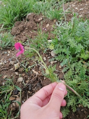 Papaver hybridum