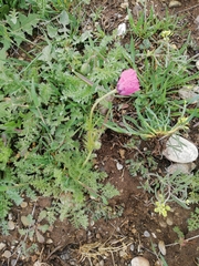Papaver hybridum