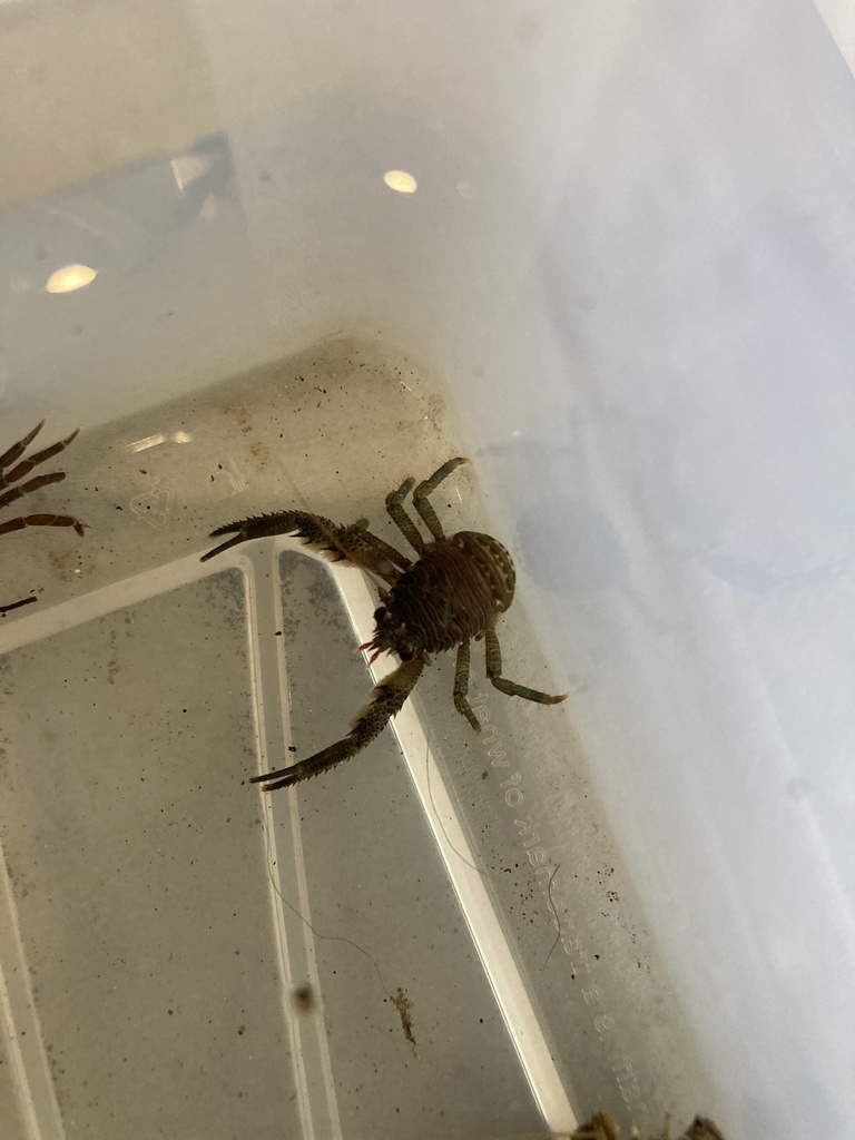 black squat lobster