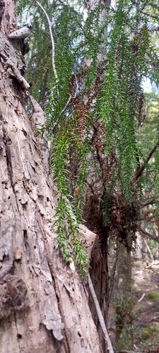 Image of Athrotaxis selaginoides by (c) Brendan Costello, some rights reserved (CC BY)