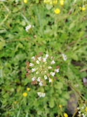 Capsella bursa-pastoris
