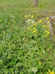 Capsella bursa-pastoris