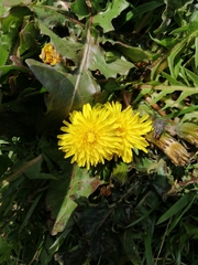 Taraxacum officinale