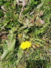 Taraxacum officinale