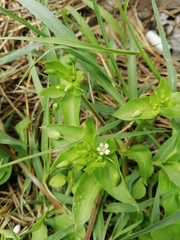Stellaria media