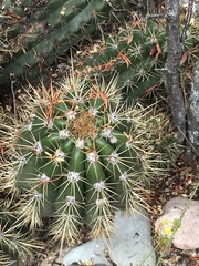 Trichocereus candicans