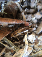 Forficula auricularia