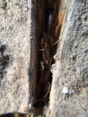 Forficula auricularia