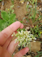 Lepidium draba