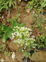 Lepidium draba