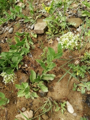Lepidium draba