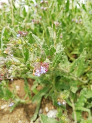 Anchusa arvensis