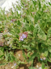 Anchusa arvensis