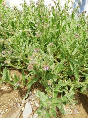 Anchusa arvensis