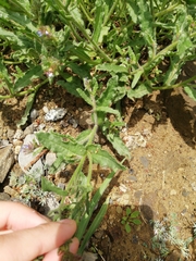 Anchusa arvensis