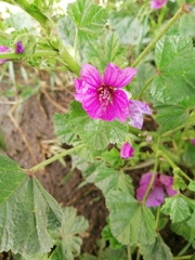 Malva sylvestris