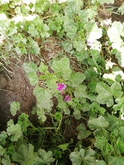 Malva sylvestris