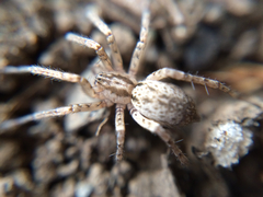 Arachnida