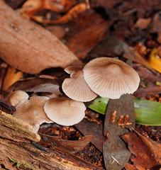 Mycena albidofusca