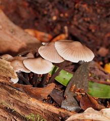 Mycena albidofusca