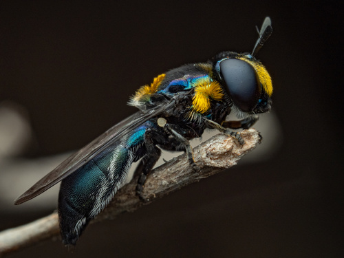 Microdon Microdon amabilis · iNaturalist