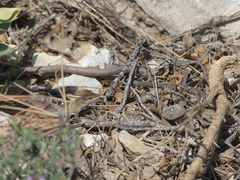 Psammodromus edwarsianus