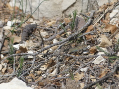 Psammodromus edwarsianus