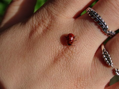 Gonioctena fornicata