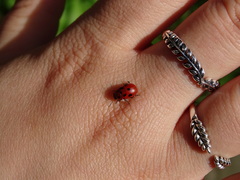 Gonioctena fornicata