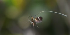 Adela australis