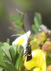 Adela australis