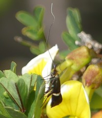 Adela australis