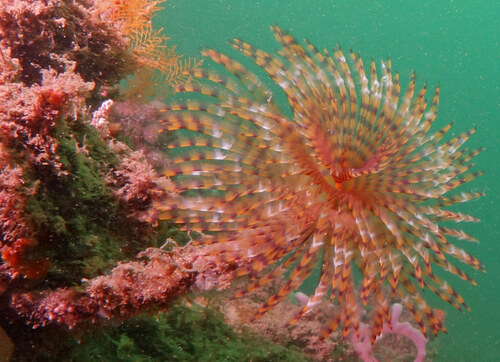 Mediterranean Fanworm, photo 6 of 8
