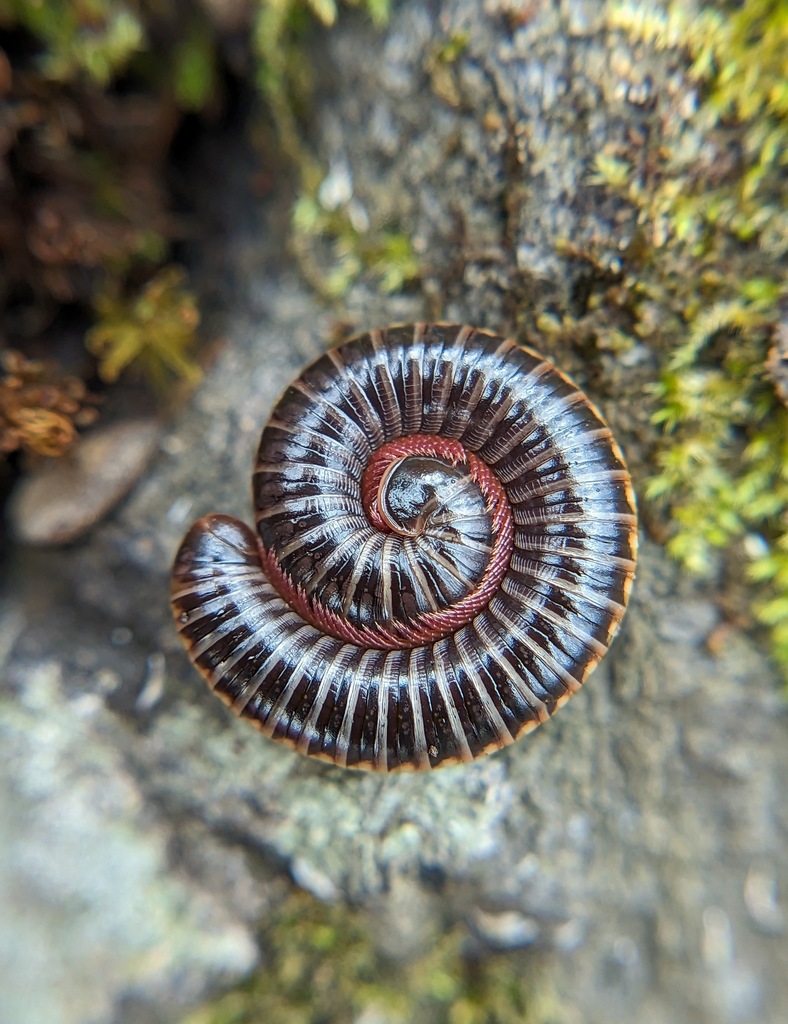 Choctella hubrichti