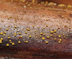 Lachnum pteridophyllum