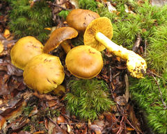Cortinarius canarius