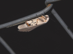 Creatonotos transiens vacillans