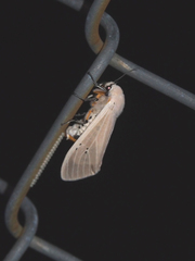 Creatonotos transiens vacillans