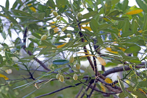 Simarouba glauca - Whole tree