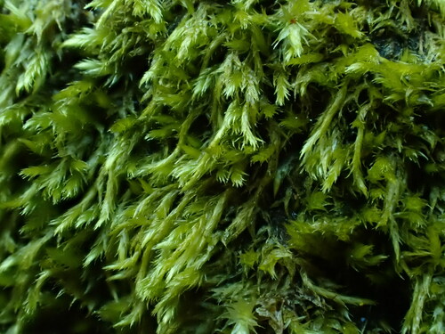 Brotherella roellii