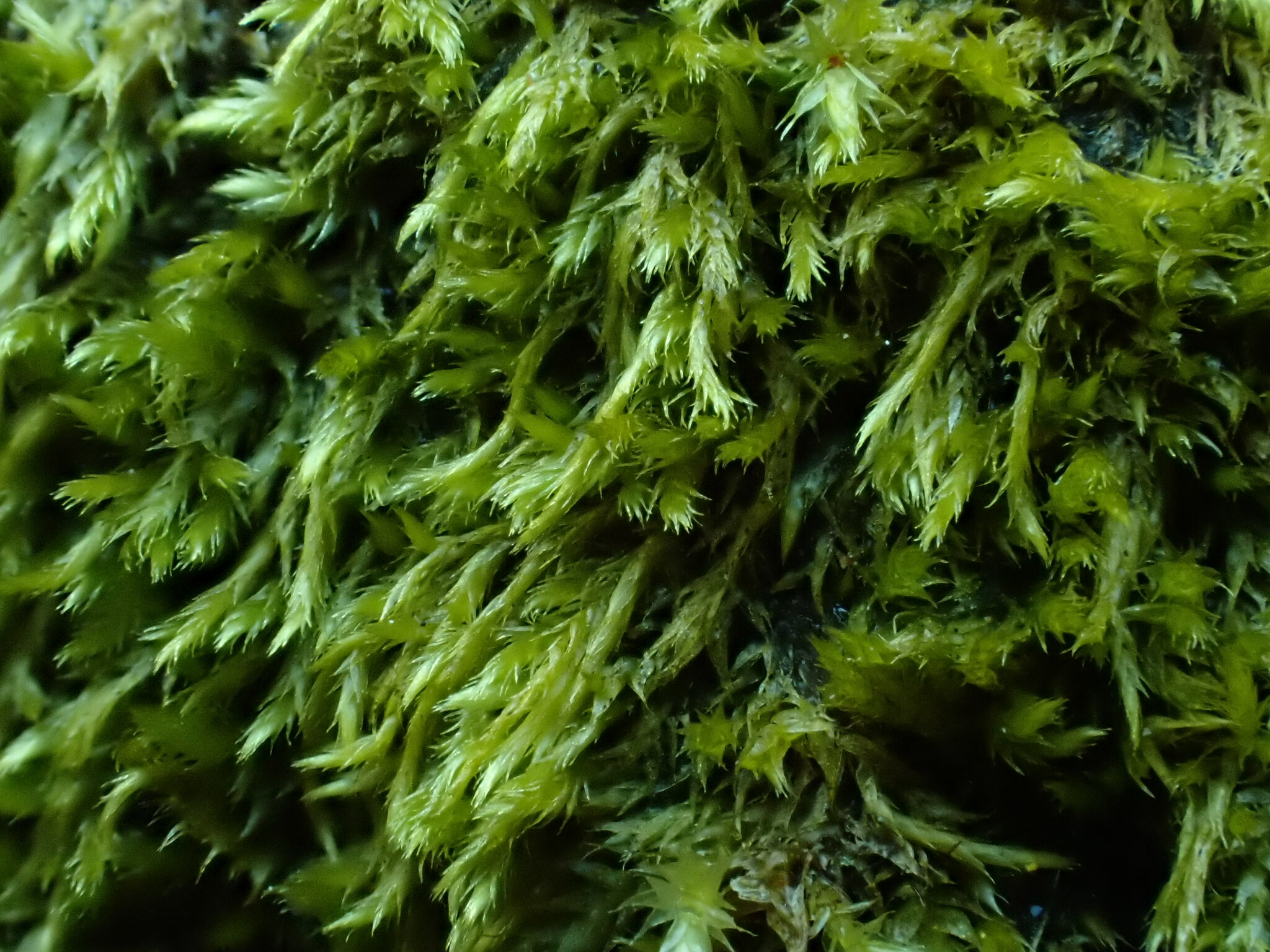 Brotherella roellii