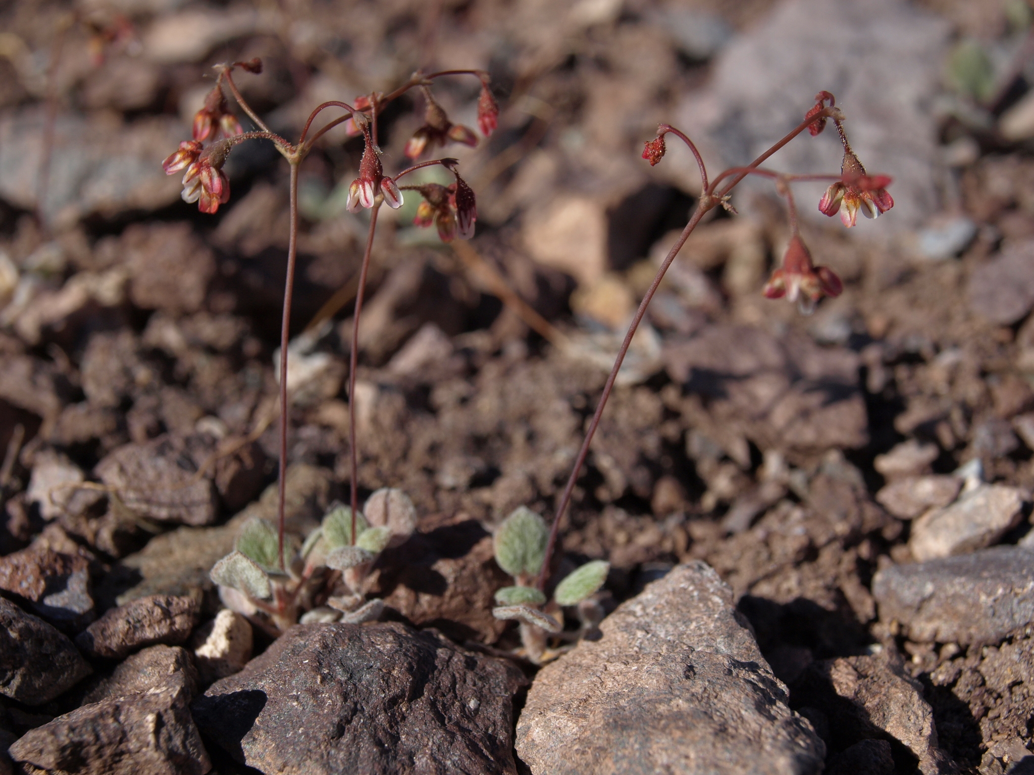 Eriogonum nutans var. nutans